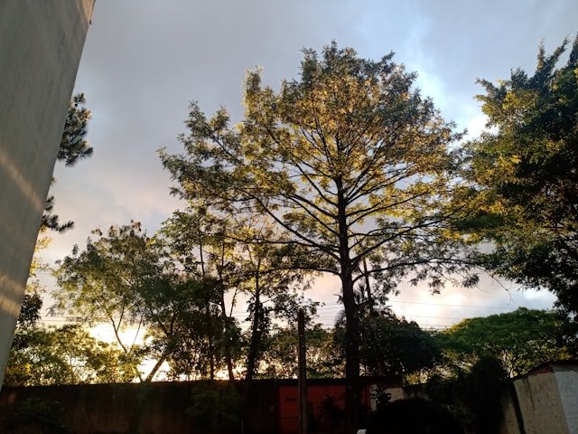 a tall tree sitting next to a tall building